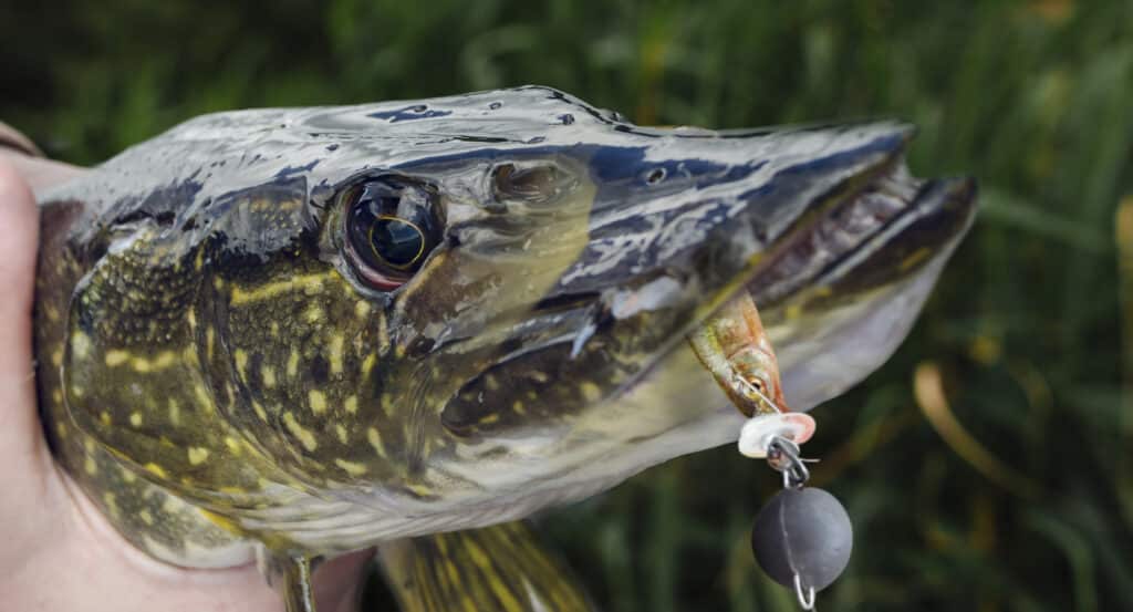 découvrez le fascinant poisson nage inversé, une espèce unique qui défie les lois de la nature en évoluant à l'envers dans les eaux. plongez dans son habitat, ses comportements étonnants et son impact sur l'écosystème. apprenez-en davantage sur cette créature extraordinaire qui attire l'attention des passionnés de biologie marine.