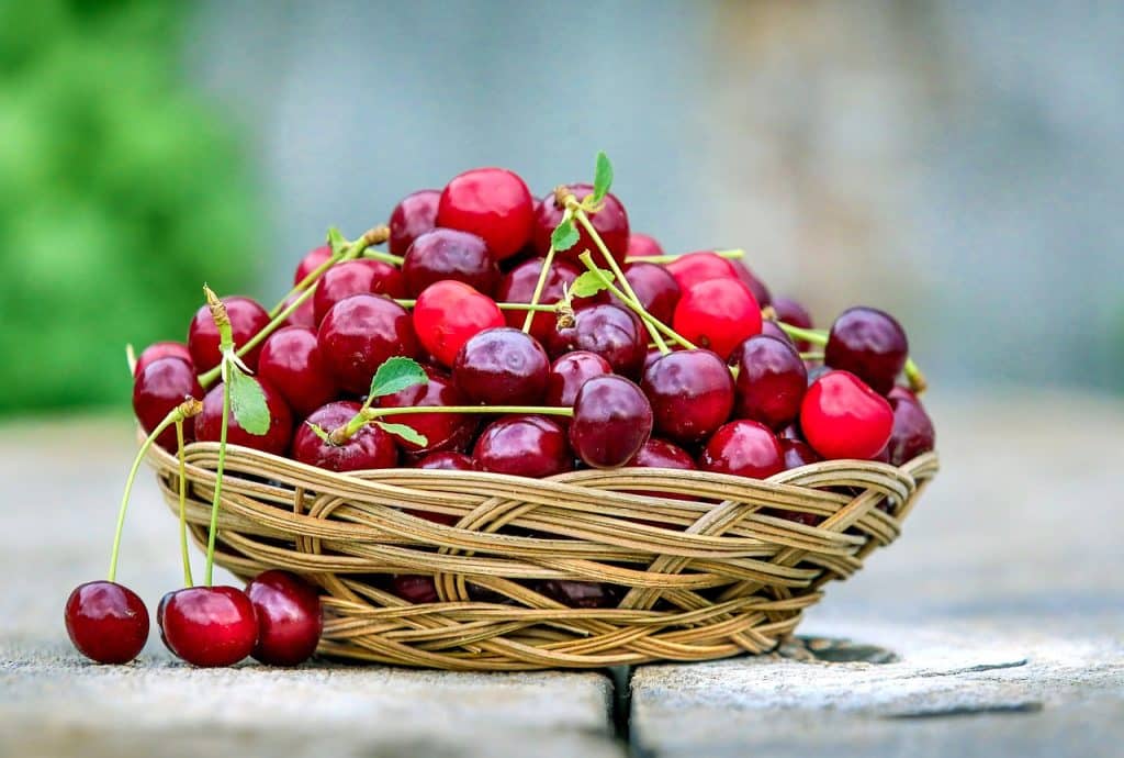 Température idéale pour la culture des cerises rouges